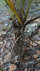 Coccothrinax proctorii