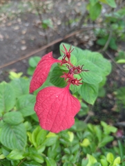 Mussaenda erythrophylla