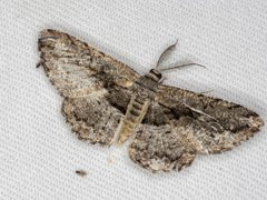 Scioglyptis canescaria