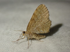Euchoeca nebulata