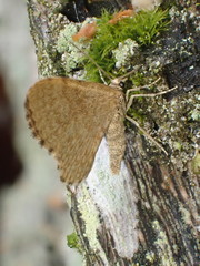 Euchoeca nebulata