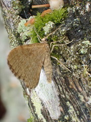 Euchoeca nebulata