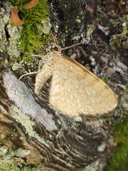 Euchoeca nebulata