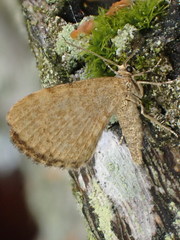 Euchoeca nebulata