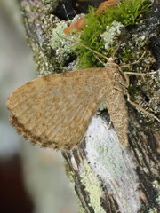 Euchoeca nebulata