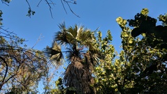 Coccothrinax proctorii