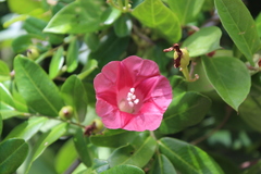 Ipomoea steerei