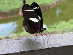 Heliconius wallacei