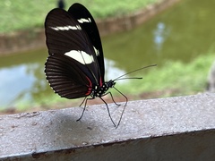 Heliconius wallacei