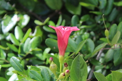Ipomoea steerei