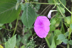 Ipomoea suffulta