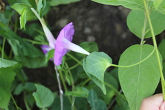 Ipomoea suffulta