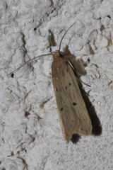 Acompsia tripunctella