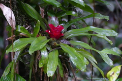 Nidularium innocentii