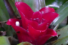 Nidularium innocentii