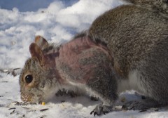 Notoedres centrifera