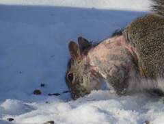 Notoedres centrifera