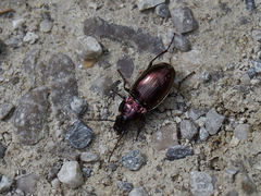 Pterostichus burmeisteri