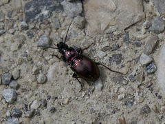 Pterostichus burmeisteri