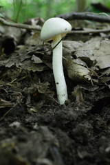 Hygrophorus cossus