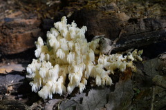 Hericium clathroides