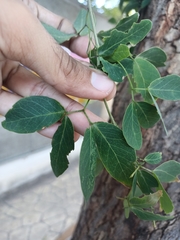 Pithecellobium dulce