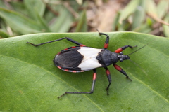 Microtomus cinctipes