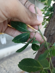 Pithecellobium dulce