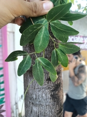 Pithecellobium dulce