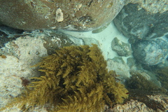 Sargassum fallax