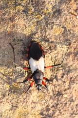 Microtomus cinctipes