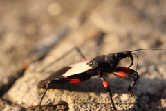 Microtomus cinctipes