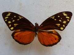 Tithorea harmonia helicaon