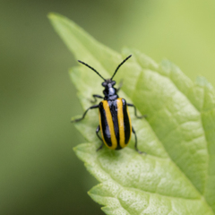 Lema confusa virgata
