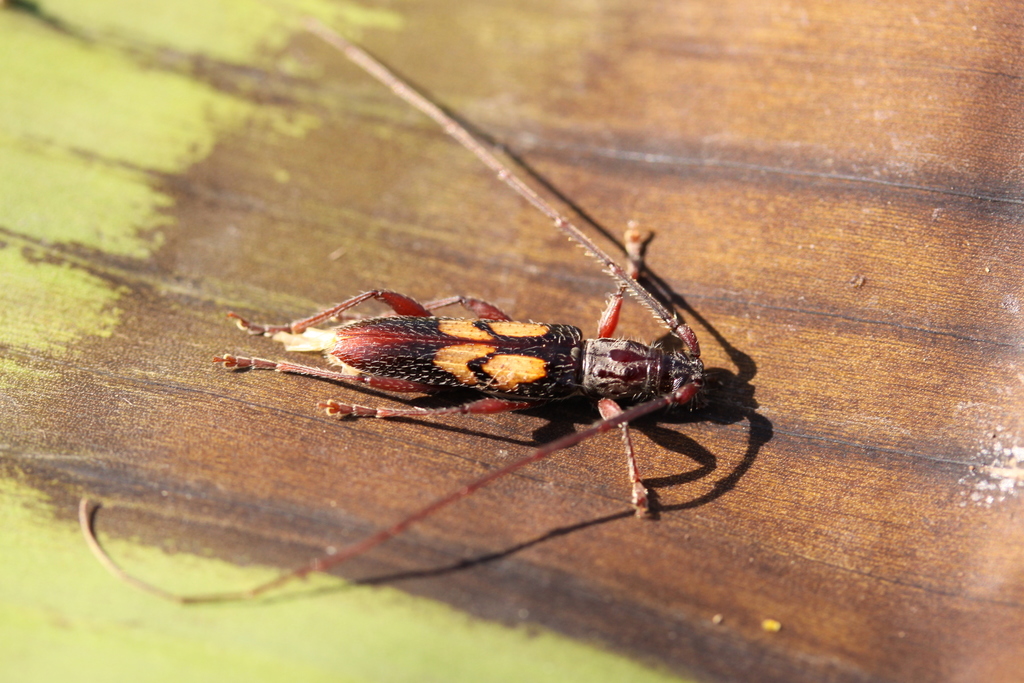 Brechmoidion