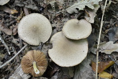Coprinopsis melanthina