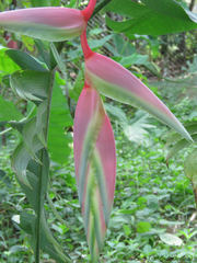 Heliconia chartacea