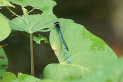 Argia cupraurea