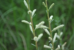 Salix variegata