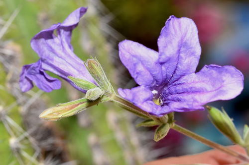 Maravilla de monte (Ruellia nudiflora)