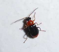 Ebaeus