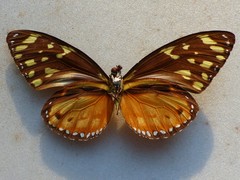 Tithorea harmonia helicaon