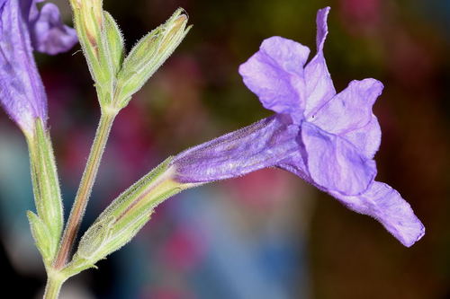 Maravilla de monte (Ruellia nudiflora)