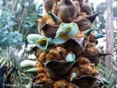 Puya glomerifera