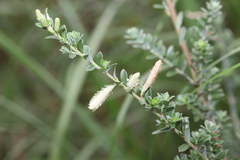 Salix variegata