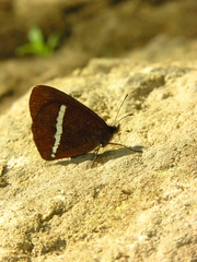 Lymanopoda albocincta