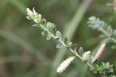Salix variegata