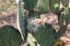 Opuntia setocarpa