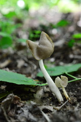 Helvella levis