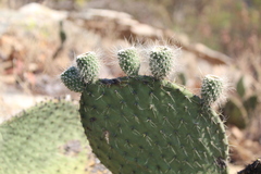 Opuntia setocarpa